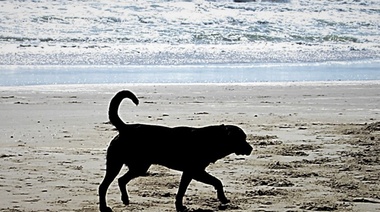 Vigilancia y recomendaciones ante intoxicaciones por biotoxinas marinas