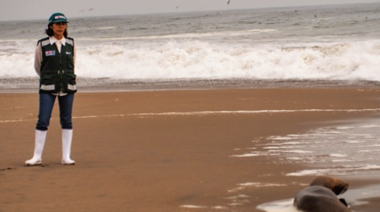 Detectan en Perú la presencia del virus de influenza A H5N1 en lobos marinos