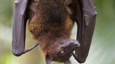 Alerta sanitaria por un brote del virus de Marburgo