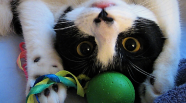 La importancia del juego y la nutrición en la vida de los felinos domésticos