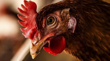 Nueva detección de gripe aviar en aves de traspatio en la provincia de Santa Fe