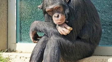El peritaje de una médica veterinaria fue clave en el fallo que ordenó el traslado del chimpancé Toti a un santuario
