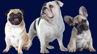 Nuevo video sobre el síndrome obstructivo respiratorio de los braquicéfalos