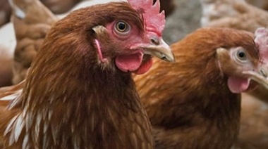 Confirman casos de gripe aviar en las provincias de Buenos Aires, Córdoba y Neuquén