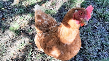 La OMS investiga un brote de gripe aviar entre integrantes de una familia en Camboya