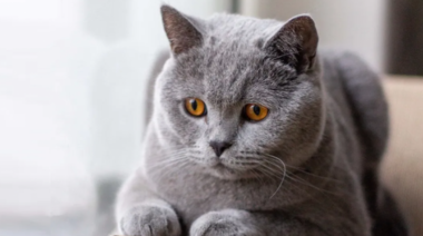 ¿Cuáles son las enfermedades más comunes de los gatos domésticos?