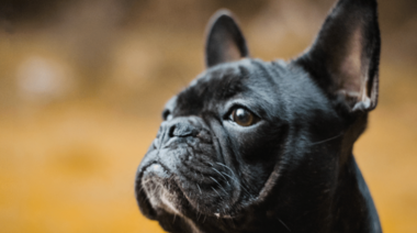 Razas caninas braquicéfalas: Popularidad Vs. Salud y Bienestar