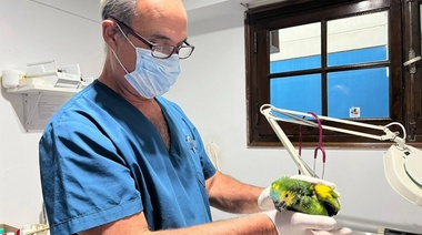 Psitacosis: Una enfermedad prevenible que está relacionada con el tráfico ilegal de loros