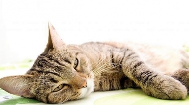 Determinan los factores de riesgo que tienen los gatos de desarrollar cálculos renales y ureterales