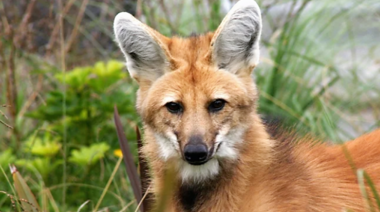 Es urgente crear "Alianzas en favor de la conservación de la vida silvestre"