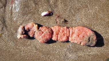 ¿Qué son las "papas de mar" que aparecieron en las playas del sur de Mar del Plata?
