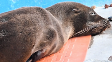 La desnutrición es la principal causa de atención de la fauna marina