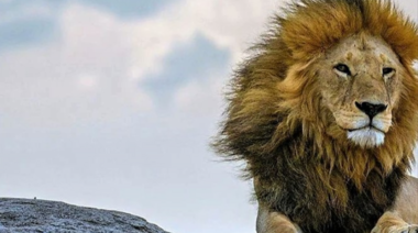 Murió la más icónica atracción turística del Parque Nacional más visitado de Tanzania