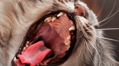 Determinan los factores de riesgo de las enfermedades dentales de los gatos