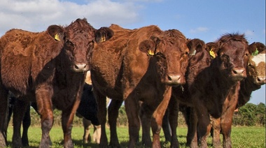 Tuberculosis Bovina: Una enfermedad zoonótica de riesgo para la salud pública