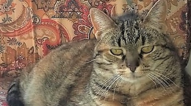 La lobectomía hepática se asocia con tiempos de supervivencia prolongados y buen pronóstico en gatos con carcinoma hepatocelular