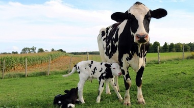 LADICSA: Laboratorio público santafecino para la detección de enfermedades infecciosas en bovinos de leche