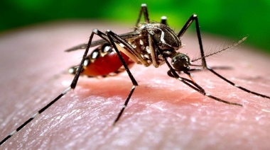 Los casos de dengue en Argentina aumentaron 44,8% respecto a la semana epidemiológica anterior