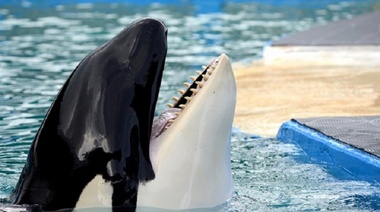 Después de 50 años de cautiverio trasladarán a la orca "Lolita" a su hábitat natural