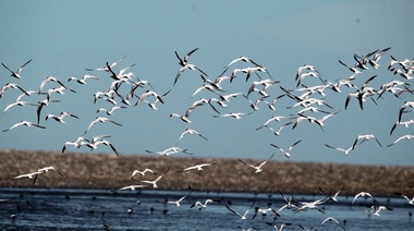 Crean una nueva reserva natural en la Costa Atlántica