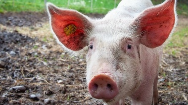 Peste porcina africana: Establecen medidas sanitarias ante eventuales casos en el país