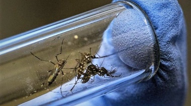 El brote epidemiológico de dengue sigue en aumento en Argentina