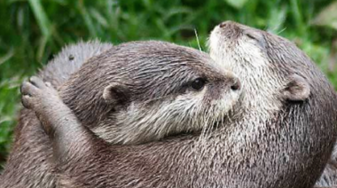 Influenza aviar en mamíferos: Situación en América del Sur