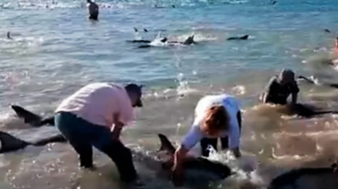Rescatan con éxito a cientos de delfines varados en cercanías de Las Grutas