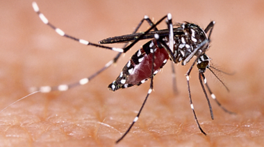 Dengue: ¿Fumigar para prevenir?