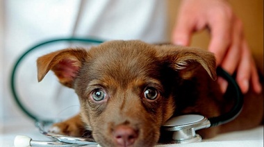 Decreto 185/2023: Aclaración de las Federaciones que agrupan a los Colegios y Consejos Veterinarios