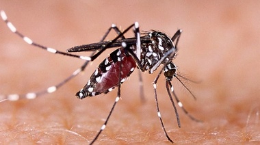 Dengue: Se notificaron hasta el momento 41.257 casos y circulación viral en 15 jurisdicciones