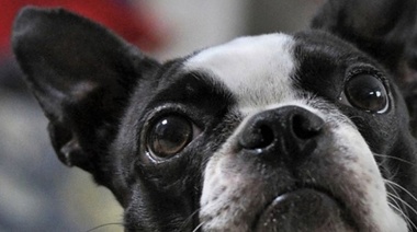 Los primeros perros braquicéfalos datan de la época del Imperio Romano