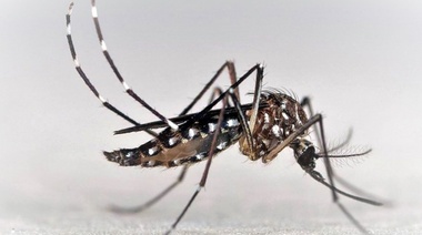 Detectan nuevas variantes de Dengue y Chikungunya circulantes en Argentina