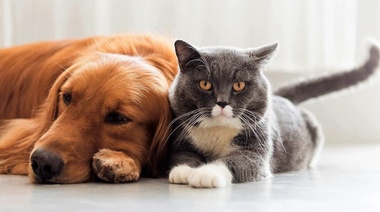 WOW-WSAVA: Nuevas fichas técnicas sobre tumores en perros y gatos