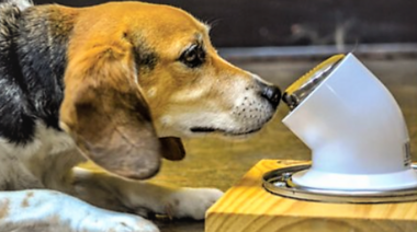 Los perros pueden detectar olores de saliva de perros con cáncer