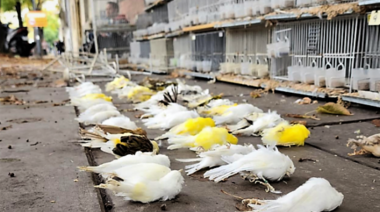 Hallan 58 aves muertas por inanición en una vivienda de la Ciudad de Buenos Aires