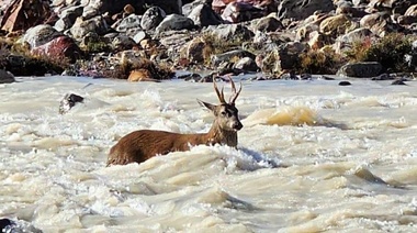 Un huemul fue atacado por perros: La situación recuerda el peligro de los perros sueltos para la fauna silvestre