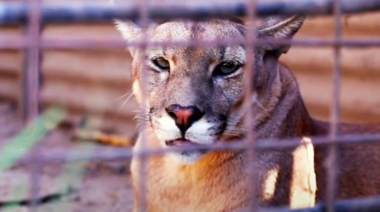 Tráfico de Fauna: Más de 100 especies de aves, 20 de reptiles y 15 de mamíferos son afectados en Argentina