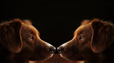 Gemelos Digitales: ¿Podrá esta tecnología aplicarse en Medicina Veterinaria?