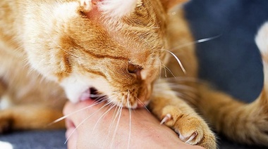 Esporotricosis felina: Una enfermedad que se extiende y amenaza la salud pública