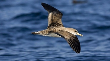 ¿Qué es la plasticosis?