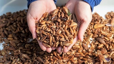 Mejillón dorado: Un invasor en aguas argentinas que provoca graves daños al medioambiente