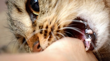 Rabia: Una persona fue mordida por un gato con rabia en el municipio de Laprida