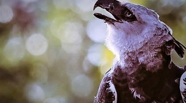 El Águila Harpía podría convertirse en Monumento Natural Argentino