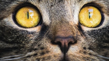 Informe oficial sobre el caso de rabia felina en el partido bonaerense de Laprida