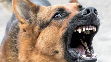 Los ataques de perros a niños ponen en evidencia lo mucho que hay que trabajar en tenencia responsable