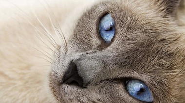 Las señales visuales son clave en la comunicación entre las personas y los gatos