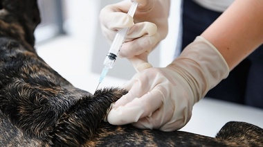 Rabia en animales: Se detecta un caso cada dos días en la provincia de Buenos Aires