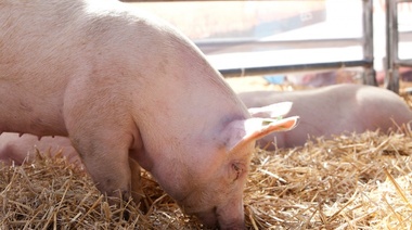 Principales pautas de prevención de la triquinosis en la producción y el consumo de alimentos