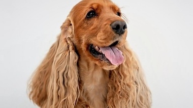 Los trastornos más comunes del Cocker Spaniel inglés